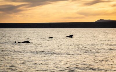 Tour al tramonto dei delfini per piccoli gruppi sul catamarano elettrico Lanzarote